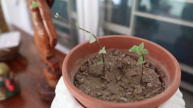 6 Best Hanging / Trailing Plants for Monsoon / Rainy Season propagated by cuttings  #hangingplant