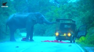 The Elephant Is Attacking The Lorry And The People Are Running Away