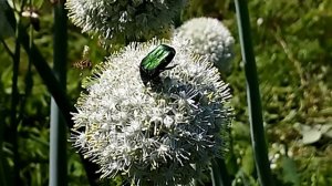 Надейся и Жди (Official Video)