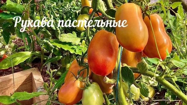 КОЛЛЕКЦИОННЫЕ ТОМАТЫ 2022/Каталог сортов