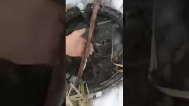 Ловим рыбу старинным методом. В Брянских реках. смотреть онлайн