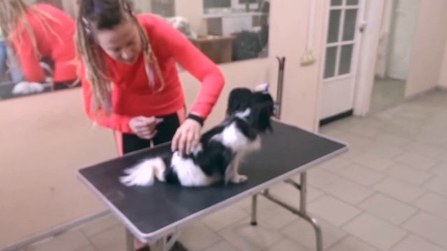 Обработка собак от клещей каплями и спреем смотреть онлайн