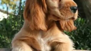 Факты о породе английский кокер спаниель