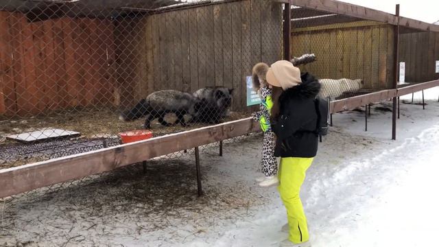 Звериное приключение Мими