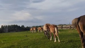 Выпускаем свирепого жеребца в табун кобыл
