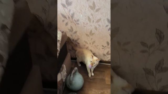 утренняя разминка кота?