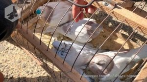 Птичий рынок г. Ташкент - ГОЛУБИ (07.11.2020)