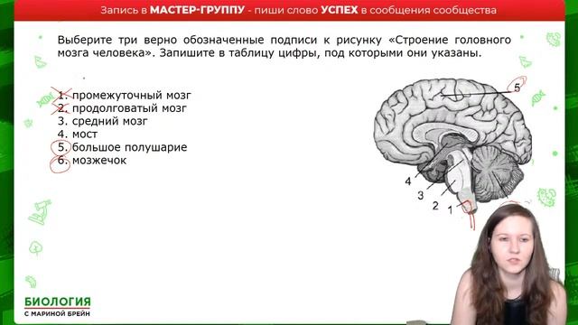 ПРАКТИКА ПО АНАТОМИИ ЕГЭ смотреть онлайн