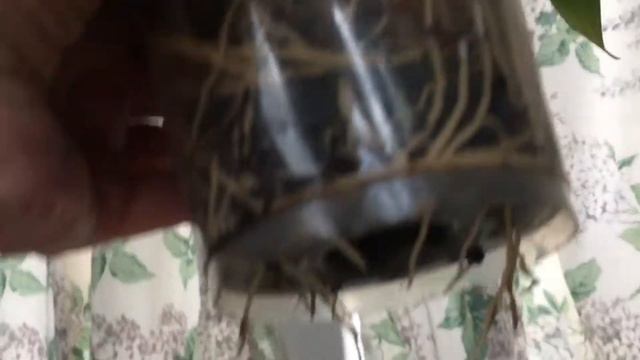 My Dendrobium from Phal Pal Durrell смотреть онлайн