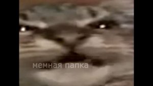 Кит ты маму мав?