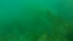 Мотовский залив 08 08 2015