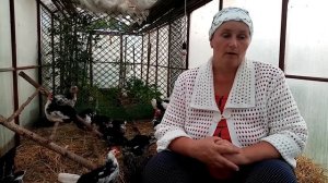 Почему цыплята НЕ РАСТУТ. Раскрываю основной секрет.