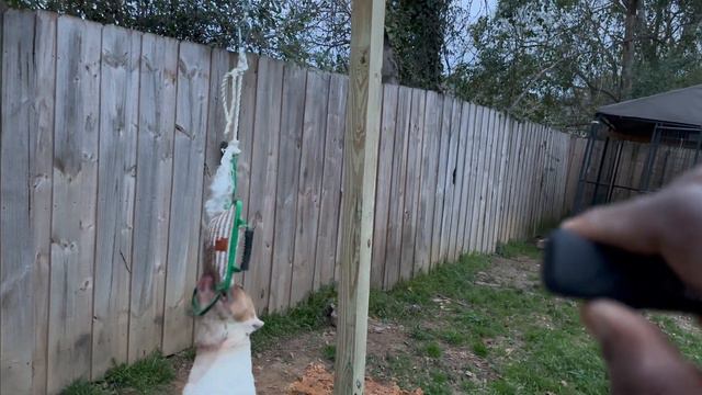 Oh My Damn!!! 😳 Look At This Damn Dog! 👀 смотреть онлайн