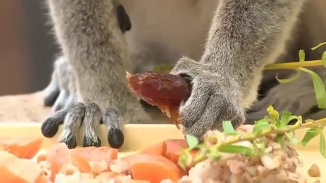 Такие сладкие животные — задание с игры "Как прекрасен этот мир!" 23.04.2022 смотреть онлайн