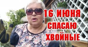 16 июня. Мои хвойные