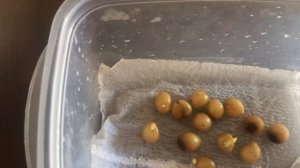 Como germinar sementes de Clivia miniata /maneira fácil e rápida