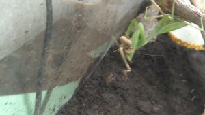 богомолы богомолы