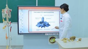 Строение позвоночного столба