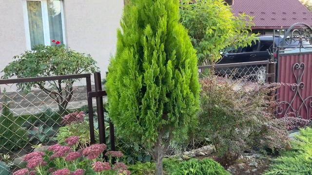 Формуєм тис та кипарисовик. Стрижем туї.
