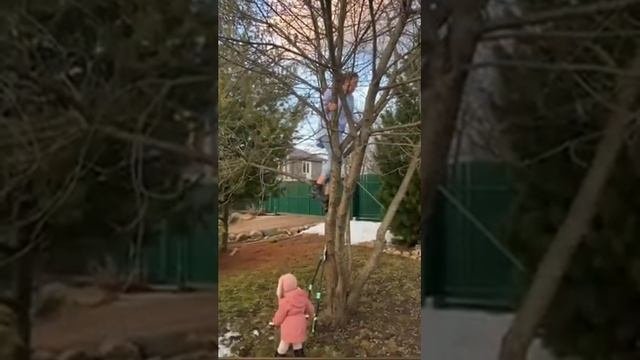 Омолаживание вишни