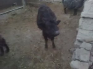 В мире животных