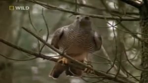 Хищные птицы в деле. Охота. #DenV.