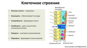 3. Губки (7 класс) - биология, подготовка к ЕГЭ и ОГЭ 2020