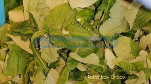 Чай из листа малины как и зачем ферментировать  чем полезн лист малины ?? Healthy raspberry leaf te