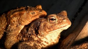 Underground passage for frogs in Belarus. Переход для амфибий.