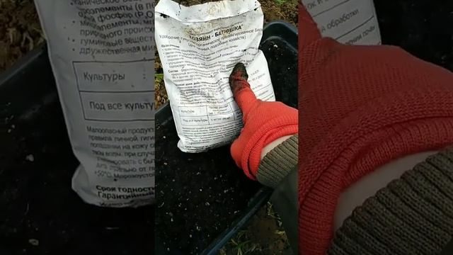 Сажаю розы чайно-гибридную и флорибунда. смотреть онлайн