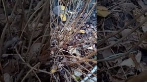 Обрезка гортензии древовидной осенью.