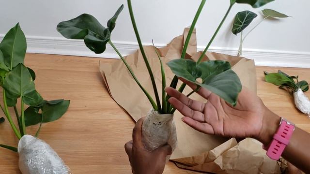 Rare Plant Unboxing (P. Goeldii, R. Decursiva & BONUS an Alocasia!) смотреть онлайн