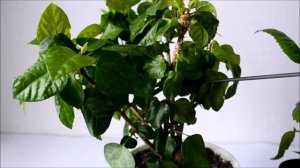 Обрезка гибискуса для формирования и стимулирования цветения