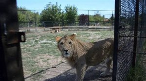 БОНЯ   нашлась в вольере у РЫЖИКА  !!! Вожак всех  прайдов не хочет выходить в Саванну  !!! Тайган