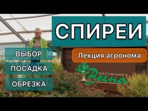 Красивый и неприхотливый кустарник для любого сада. Спирея. Дневник садовода