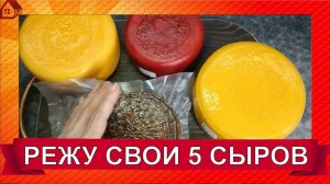 Режу 5 домашних сыров:  Канестрато, Гауда, Витязь, Тильзитер, Пьяная коза. Рецепты есть на канале.