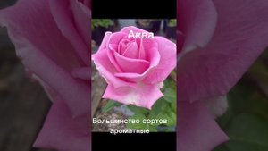 Чайно-гибридные розы. Основные характеристики