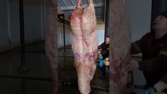 Тяж откорм #жылқы #лошади #коневодство #тяж #жеребец #айғыр #откорм смотреть онлайн