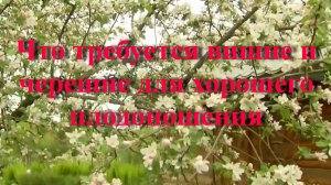 Что требуется вишне и черешне для хорошего плодоношения