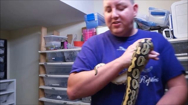 Mojave ball python. Everyone needs one of these!! смотреть онлайн