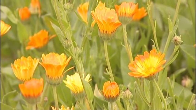 Mr Fothergill's Seeds Ltd смотреть онлайн