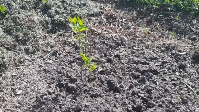 Мои новые покупки цветов. Хосты, гибискусы, обриета, розы, лаванда смотреть онлайн