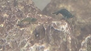 Мексиканский оранжевый карликовый рак и неокаридины жаде экстрим