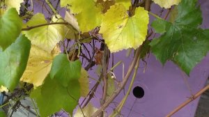 Виноград Изабелла ,черенкую !