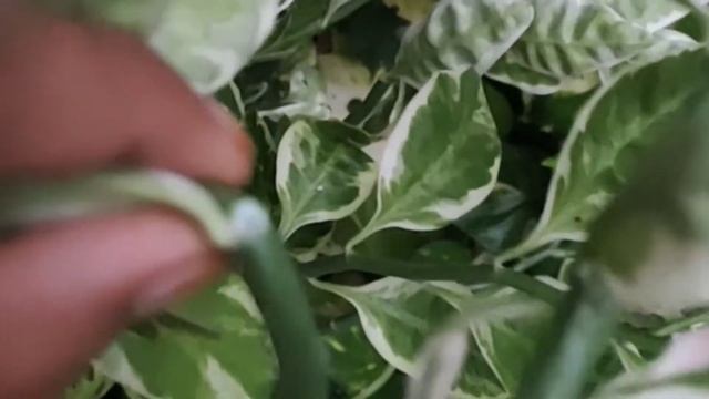 Grow and care devil's backbone | Naagdon | thegreenstorys | Pedilanthus tithymaloides смотреть онлайн