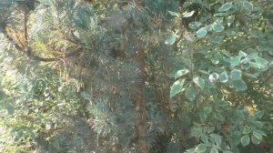 Сосна обыкновенная "Фастигиата" (Pinus sylvestris "Fastigiata")