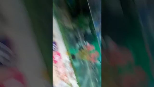 Как мыть терапии для красноухой черепахи смотреть онлайн