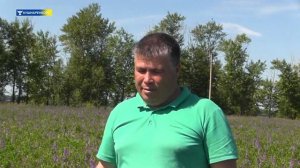 Заготовка кормов на зиму для животных.