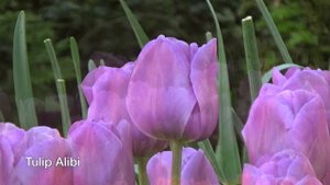 Tulip Alibi - Tulip Bulbs from Holland