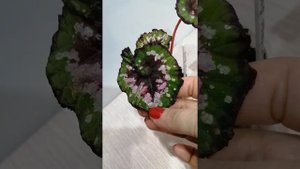 Бегония Christmas Curl. Обзор